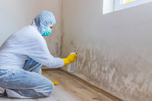 Professional mold removal team in Saint Johns