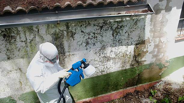 Mold Removal service in Saint Johns